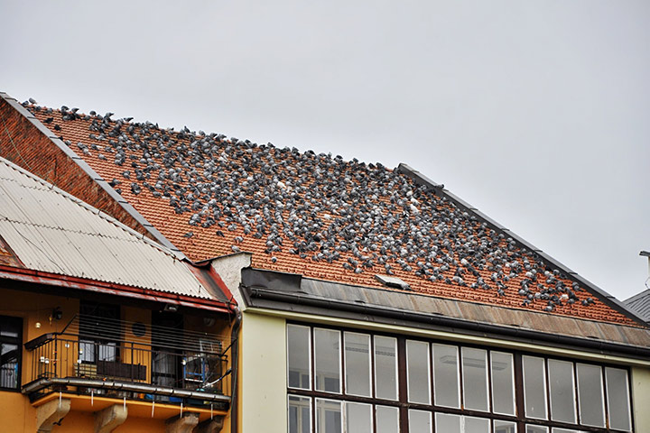 A2B Pest Control are able to install spikes to deter birds from roofs in North Lancing. 