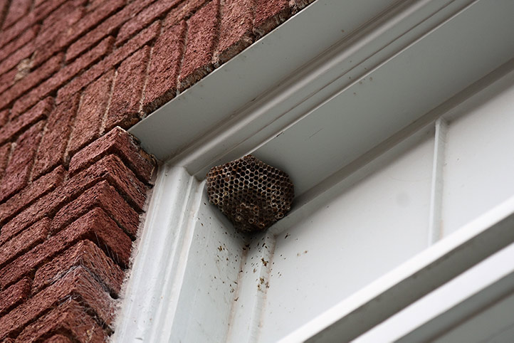 We provide a wasp nest removal service for domestic and commercial properties in North Lancing.
